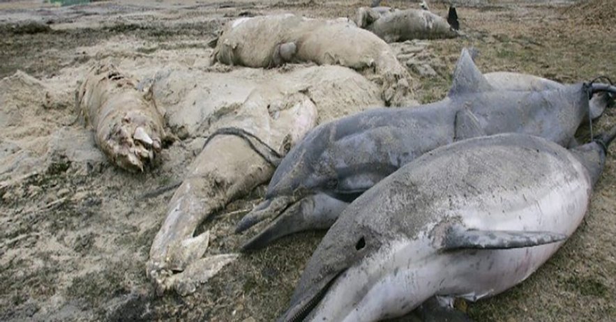 Up to 600 dolphins washed up along Atlantic coast of France this year Up to 600 dolphins washed up along Atlantic coast of France this year