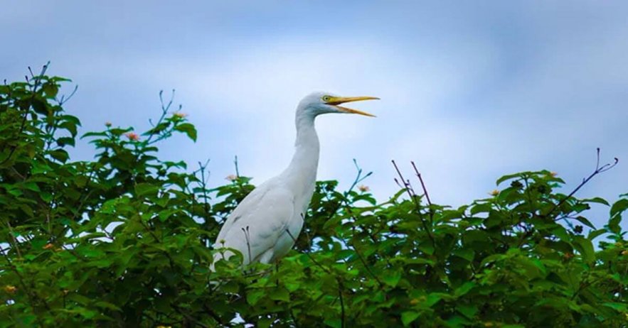 Hail Kills Over Thousand Birds Near Pench Tiger Reserve In Madhya Pradesh Hail Kills Over Thousand Birds Near Pench Tiger Reserve In Madhya Pradesh