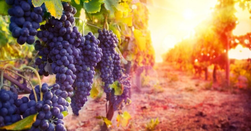 Third Temple Grows Closer as Sanhedrin Discovers Rare Holy Wine in the Land Third Temple Grows Closer as Sanhedrin Discovers Rare Holy Wine in the Land