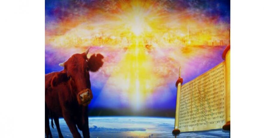 Third Temple Incoming! The Final Red Heifer Has Been Found Third Temple Incoming! The Final Red Heifer Has Been Found